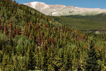Lodgepole pines dead from the mountain pine beetle infestation near Hidden Valley in Rocky Mountain...