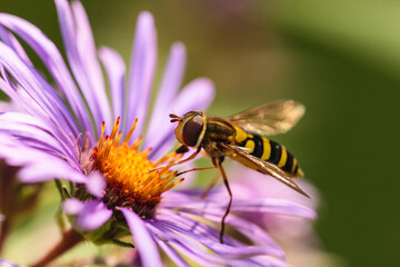 American Hover Fly on Purple Aster on early Wisconsin September morning within Pike Lake Unit, Kettle Moraine State Forest, Hartford, Wisconsin