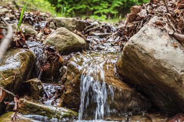 Landscapes -  Forest - Europe, Romania, Suceava region