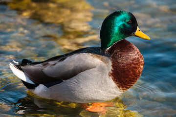 Male mallard resting in the March sunshine in the shallow harbor waters at Port Washington, Wisconsin