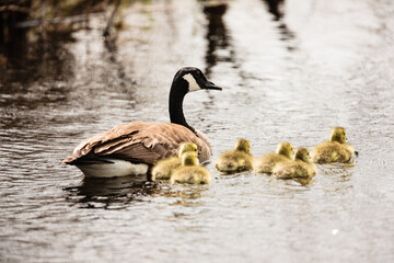 Mother Canada goose and its goslings swimming in the shallow water of the Horicon National Wildlife Refuge, Wisconsin