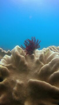 Beautiful feather star sitting gracefully on vibrant coral reef. Mesmerizing underwater dance