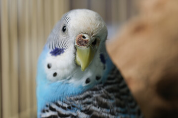 Beautiful light blue parrot in cage, closeup. Exotic pet