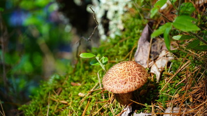 mushroom in the forest