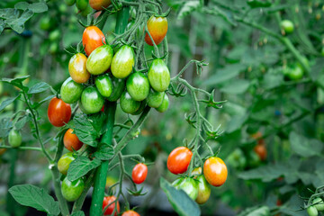 small red and green tomatoes on a bush in the garden on a summer day