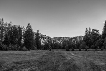 Landscapes -  Forest - Europe, Romania, Suceava region