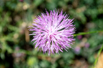 Mantisalca salmantica, flor silvestre