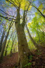 Looking up the trees. Green foliage in the spring forest with the Sun, Hungary
