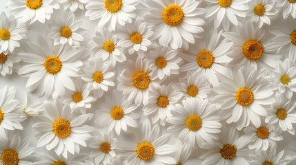 lots of daisies ,minimal