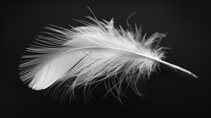 White Feather on Black Background.