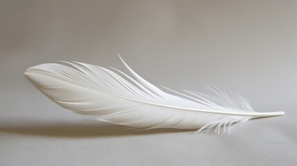 Obraz premium Single White Feather on Grey Background.