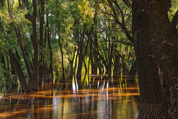 Sunlight illuminating flooded forest, casting reflections on calm water surface. Old willow trees in brown water of Om river, Omsk region, Russia. Beautiful Summer landscape at sunset