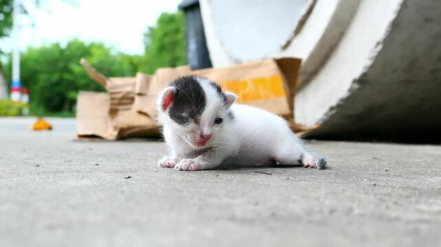 a poor abandoned one-eyed kitten groans and crawls with difficulty by the roadside