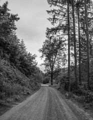 Landscapes -  Forest - Europe, Romania, Suceava region