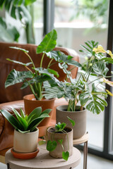Fototapeta premium plant in a pot
