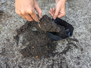 Close up hand, Gardener putting soil into polybag for planting outdoor flowers, hobbies, gardening.