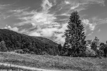 Landscapes -  Forest - Europe, Romania, Suceava region