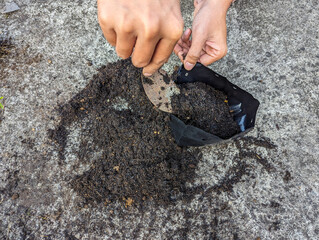 Close up hand, Gardener putting soil into polybag for planting outdoor flowers, hobbies, gardening.