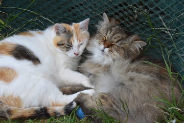 Chats