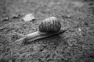 Macro  - Forest - Europe, Romania, Suceava region