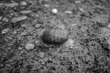 Macro  - Forest - Europe, Romania, Suceava region