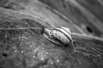 Macro  - Forest - Europe, Romania, Suceava region