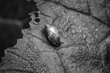 Macro  - Forest - Europe, Romania, Suceava region