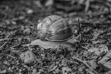 Macro  - Forest - Europe, Romania, Suceava region