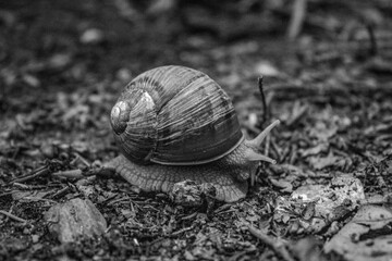 Macro  - Forest - Europe, Romania, Suceava region