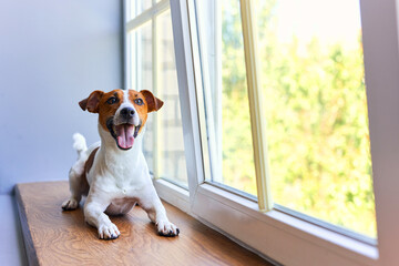 Smiling Jack Russell Terrier sitting on windowsill