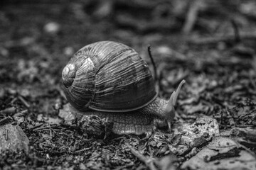 Macro  - Forest - Europe, Romania, Suceava region