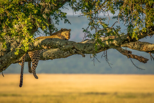 Leopard in the tree in Tanzania