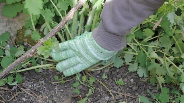 Person caring for plants, cutting, weeding, and picking, showcasing gardening