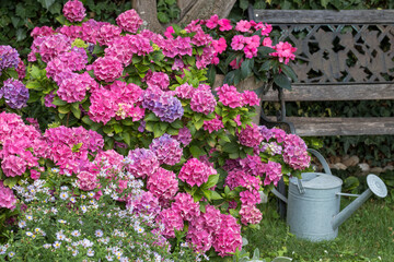 pink Bauernhortensie Endless Summer (Hydrangea macrophylla) im Sommergarten © Natalia Greeske