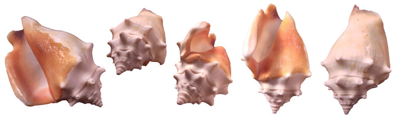 Fighting conch sea shell strombus pugilis from different angles isolated on transparent background. Set of empty shells web banner aquatic concept.
