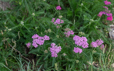 Achillea millefolium plante. Pink flowers in the garden