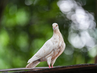 pigeon on a branch