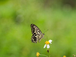 butterfly on a flower