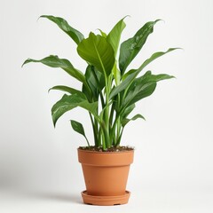 A high-quality stock image of a potted plant on a white isolated background. The plant is lush and green, adding a touch of nature to any space. AI generation.