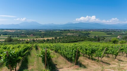 Fototapeta premium A picturesque view of a vineyard in Italy on a sunny day, with rows of grapevines stretching towards a distant hill