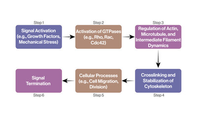 Cytoskeleton Dynamics Flowchart Vector Illustration on White Background for Science and Research.