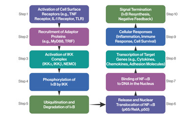 Detailed NF κB Signaling Pathway Flowchart, Science Vector Illustration on White Background.