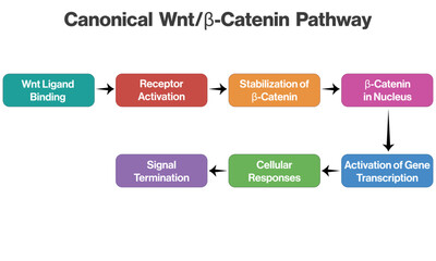 Vector Diagram of Canonical Wntβ Catenin Pathway, Detailed Flowchart for Science with White Background.