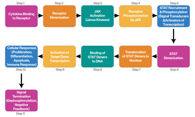 Detailed Flowchart of JAK-STAT Signaling Pathway, Science Vector Illustration on White Background.