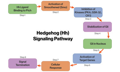 Brief Vector Flowchart of Hedgehog Signaling Pathway, Scientific Illustration on White Background