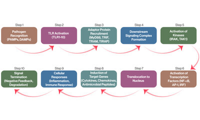 Detailed Flowchart of Toll Like Receptor Pathways, Science Vector Illustration on White Background.