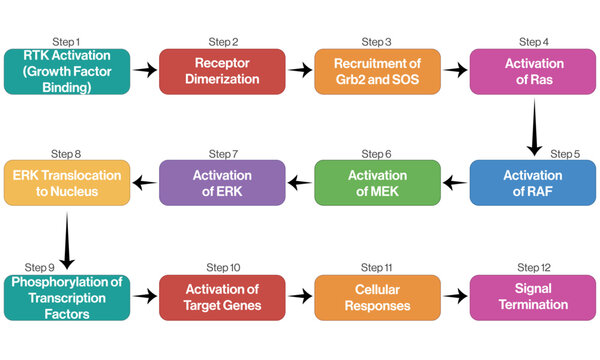 Vector Diagram of MAPK ERK Pathway, Brief Flowchart for Science on White Background.