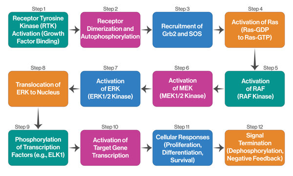 Detailed MAPK ERK Pathway Flowchart, Science Vector Illustration on White Background.