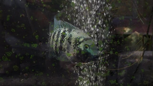 Keeping goldfish and cichlids in a glass tank.