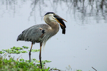 Great Blue Heron eating a fish.